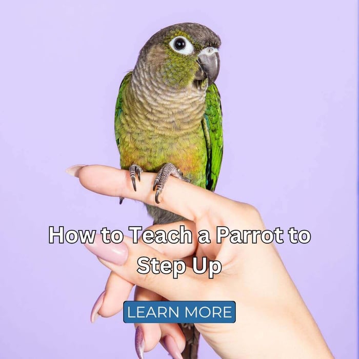 How to Teach a Parrot to Step Up