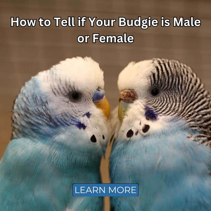 How to Tell if Your Budgie is Male or Female - Parakeet Gender
