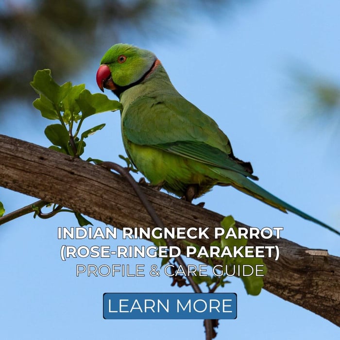 Indian Ringneck Parrot (Rose-Ringed Parakeet) - Profile & Care Guide