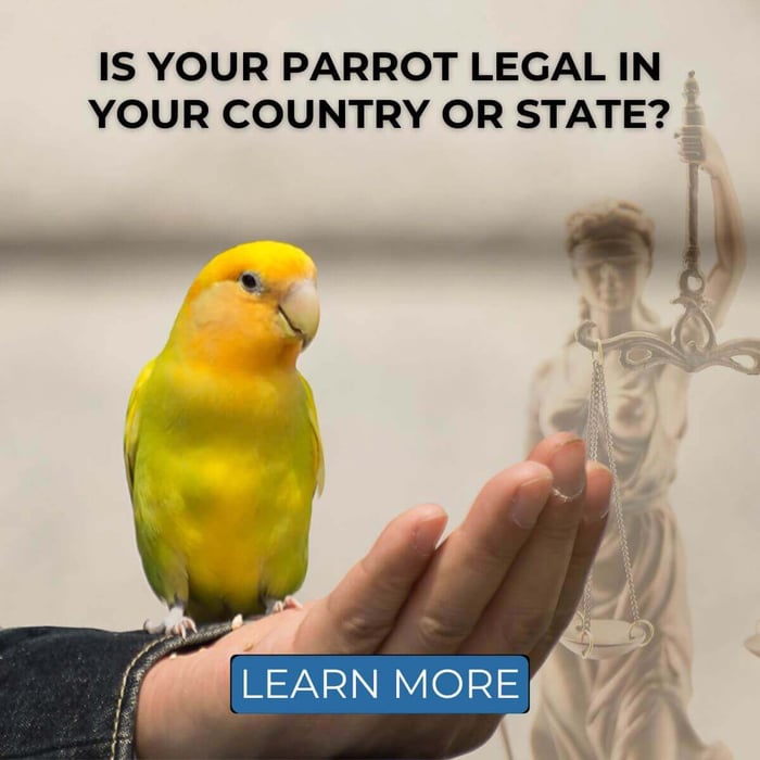 Is Your Parrot Legal in Your Country or State?