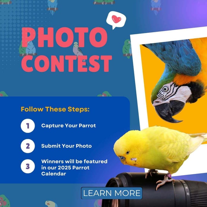 Join Our 2025 Parrot Calendar Contest to Support Busy Beaks Bird Rescue