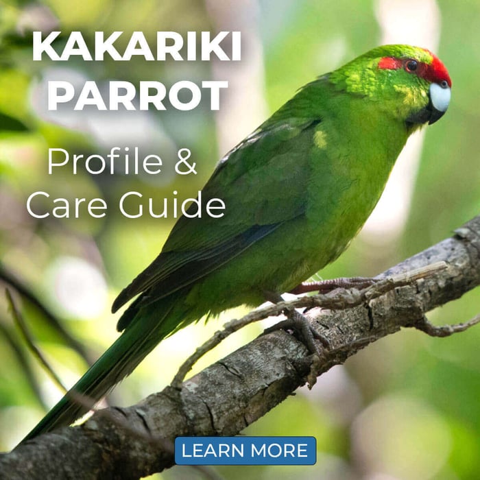 Kakariki Profile & Care Guide