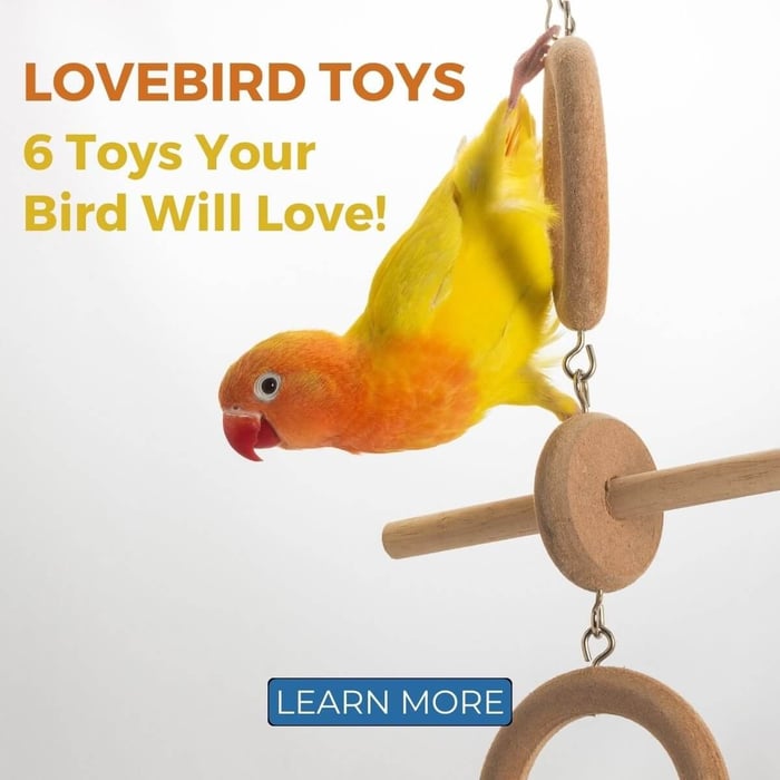 Lovebird Toys - 6 Toys Your Bird Will Love!