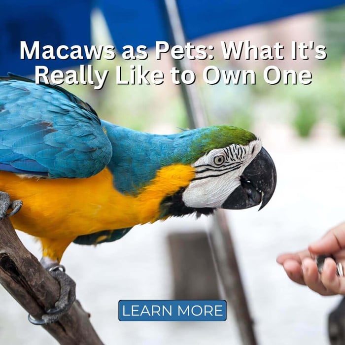Macaws as Pets: What It's Really Like to Own One