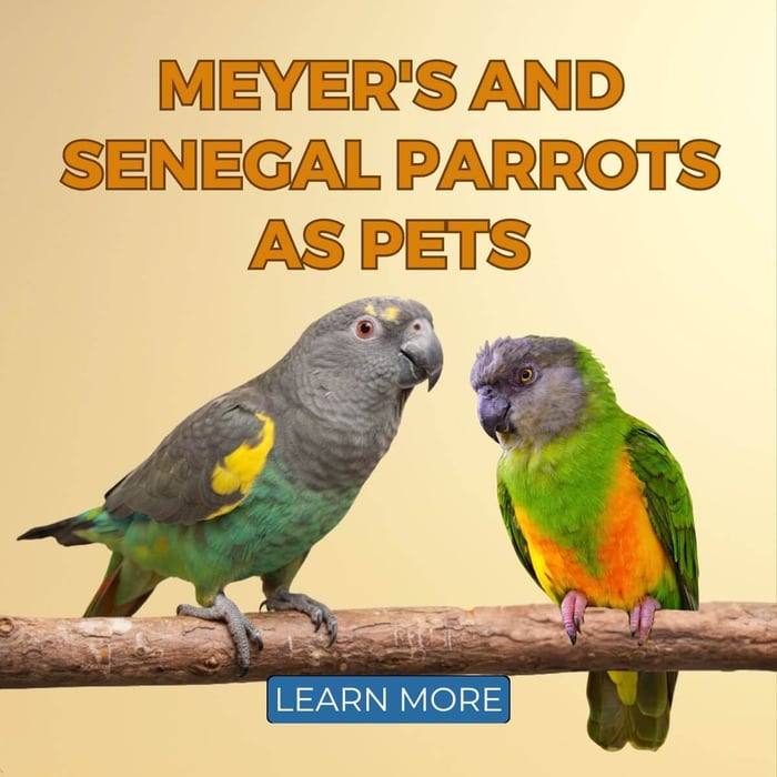 Meyer's and Senegal Parrots as Pets: Celebrating Their Charm on 19 September