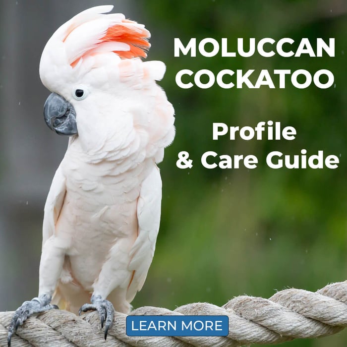 Moluccan Cockatoo – Profile & Care Guide