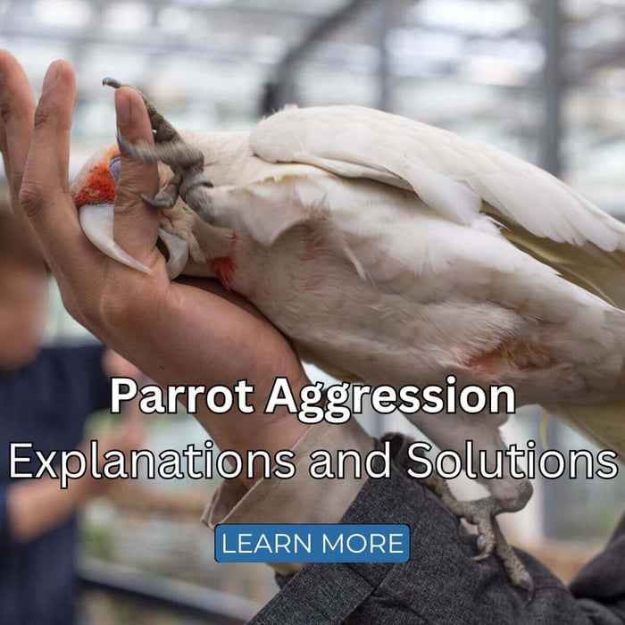 Parrot Aggression - Explanations and Solutions