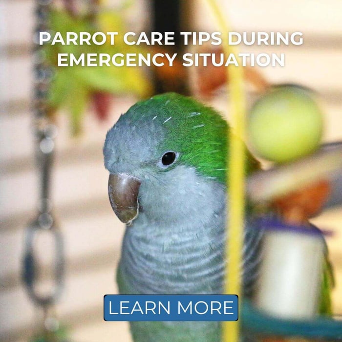 Parrot Care Tips During Emergency Situation