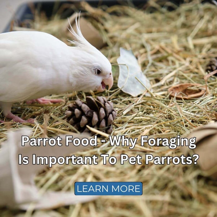Parrot Food - Why Foraging Is Important To Pet Parrots?