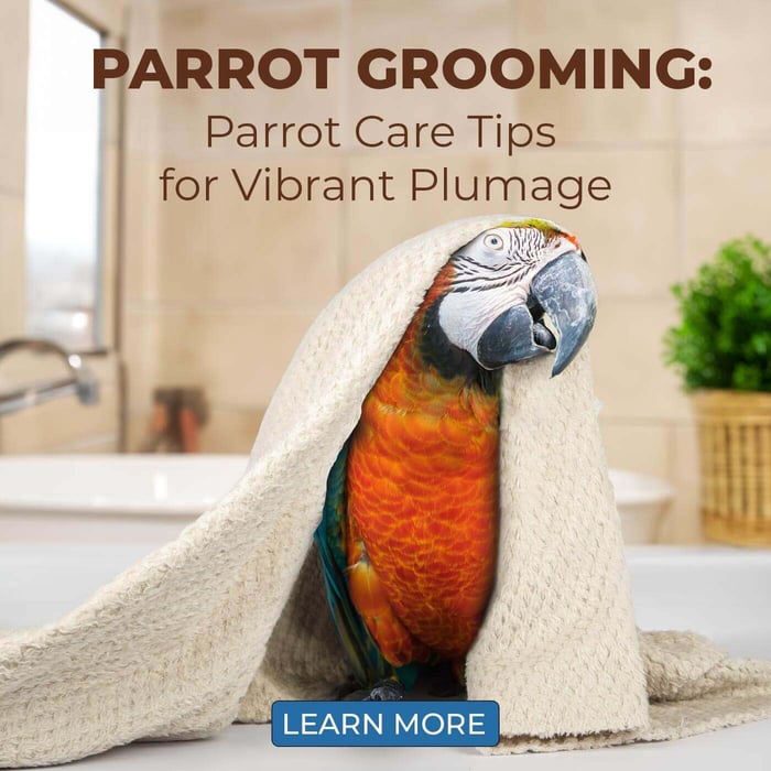 Parrot Grooming - Parrot Care Tips for Vibrant Plumage