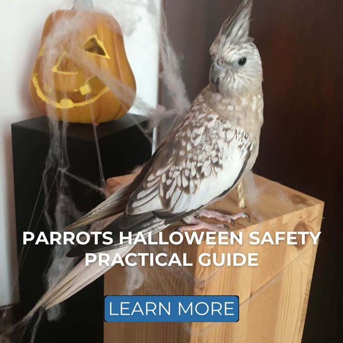 Parrot Halloween Safety Practical Guide