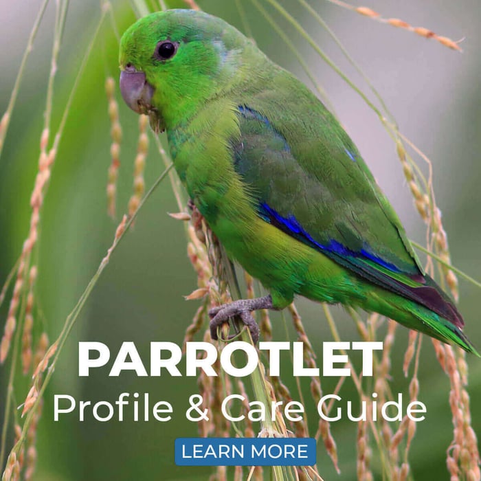 Parrotlet – Profile & Care Guide