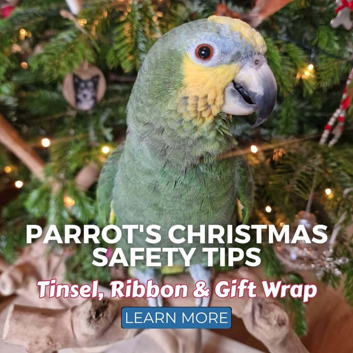 Parrot's Christmas Safety Tips - Tinsel, Ribbon & Gift Wrap
