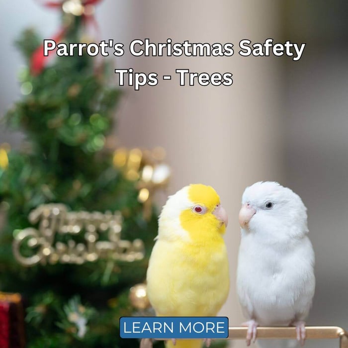 Parrot's Christmas Safety Tips - Trees