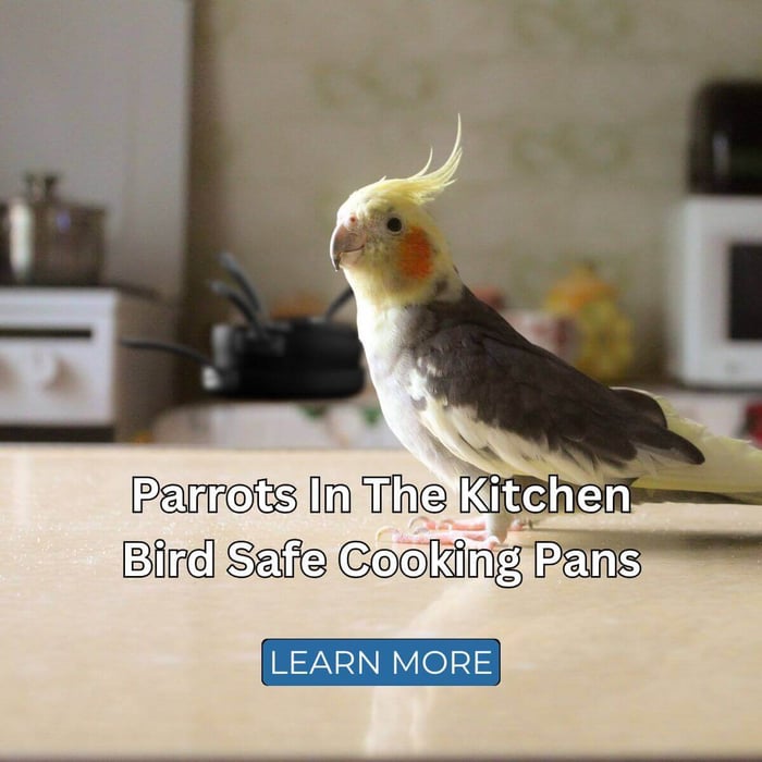 Parrots In The Kitchen – Bird Safe Cooking Pans