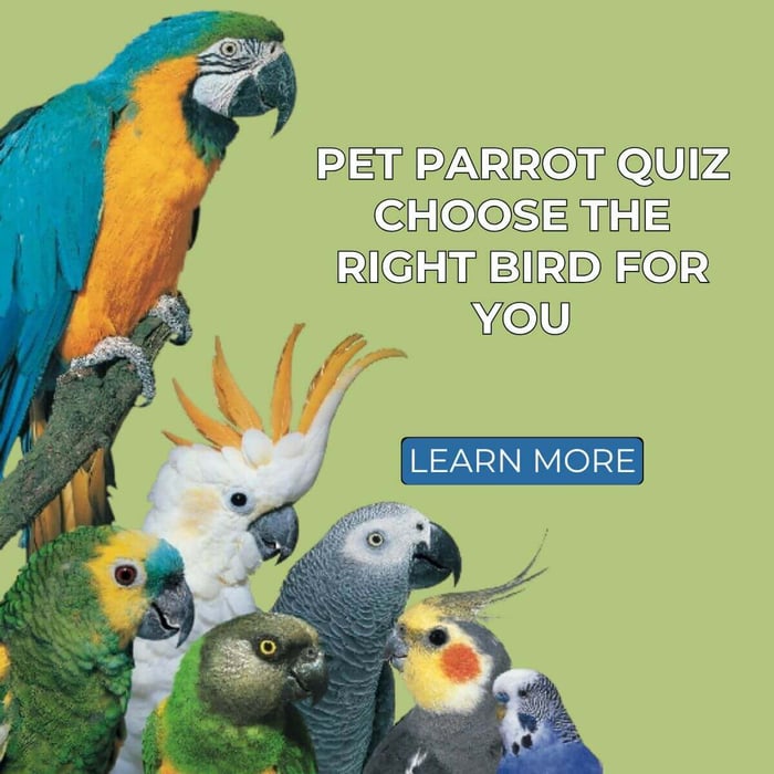 Pet Parrot Quiz – Choose the Right Bird for You
