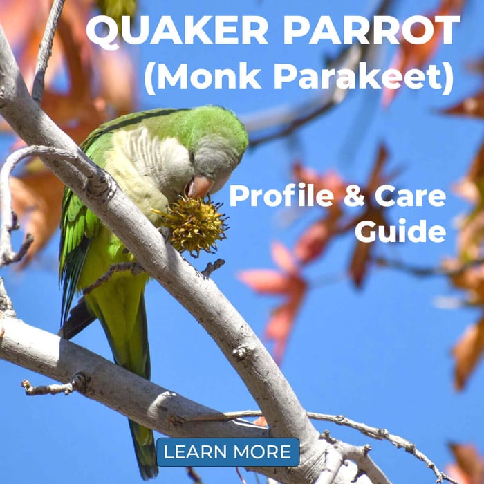 Quaker Parrot (Monk Parakeet) - Profile & Care Guide