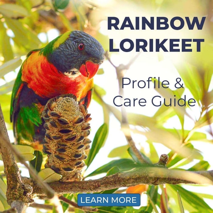 Rainbow Lorikeet – Profile & Care Guide