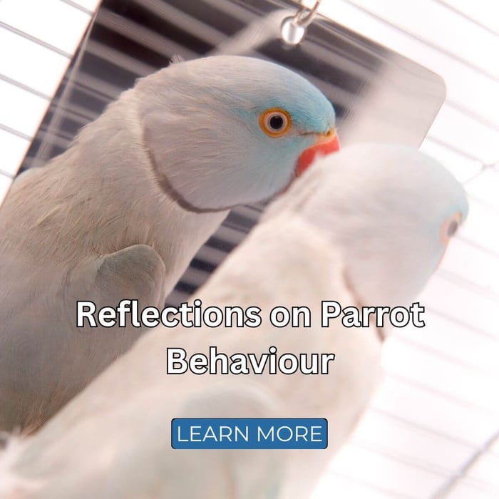 Reflections on Parrot Behaviour
