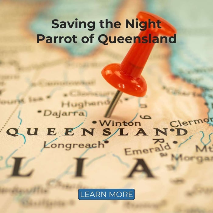 Saving the Night Parrot of Queensland