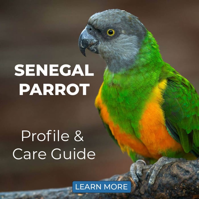 Senegal Parrot – Profile & Care Guide