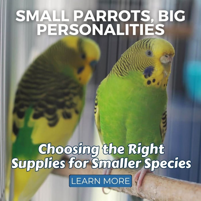 Small Parrots, Big Personalities: Choosing the Right Supplies for Smaller Species