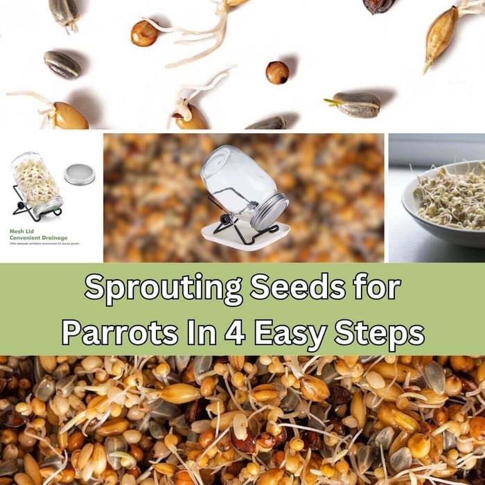 Sprouting Seeds for Parrots In 4 Easy Steps