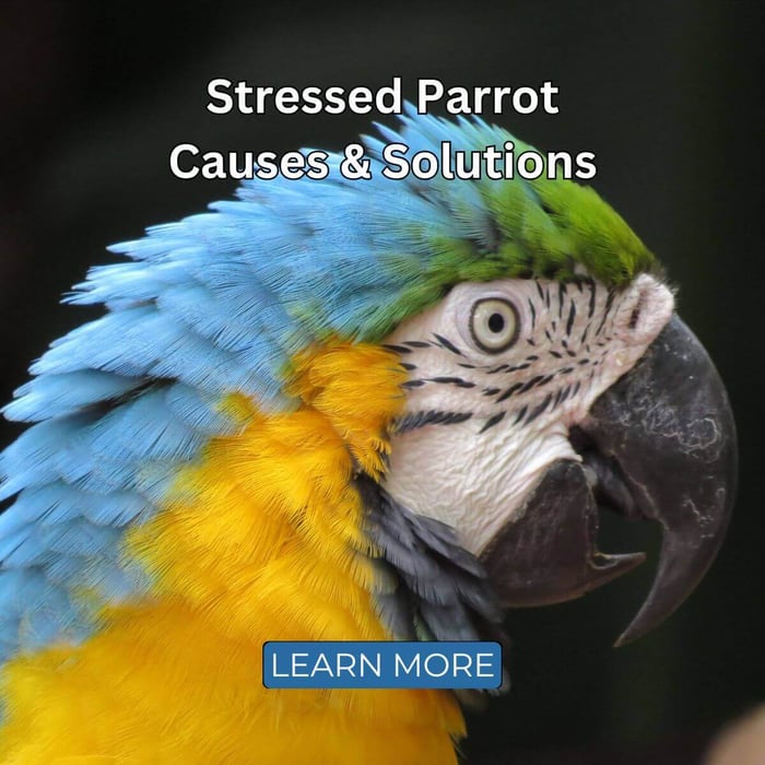 Stressed Parrot - Causes & Solutions