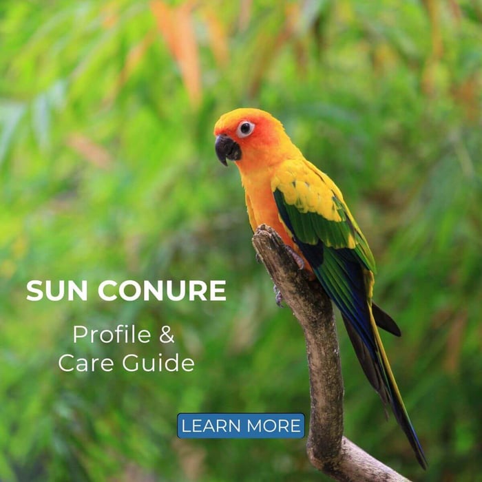 Sun Conure - Profile & Care Guide
