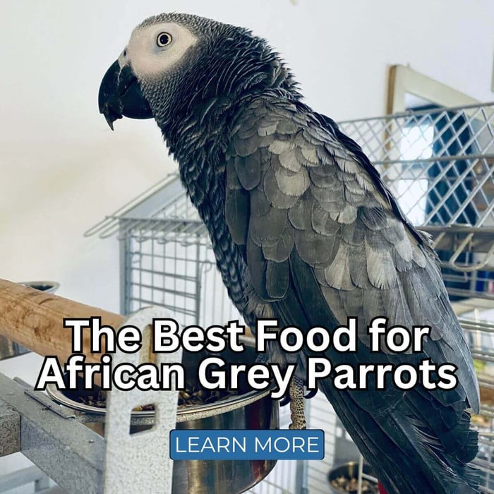 The Best Food for African Grey Parrots: A Complete Guide