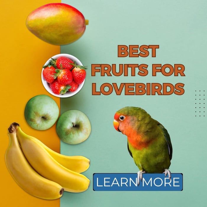 The Best Fruits for Lovebirds: A Colourful Guide to a Healthy Diet