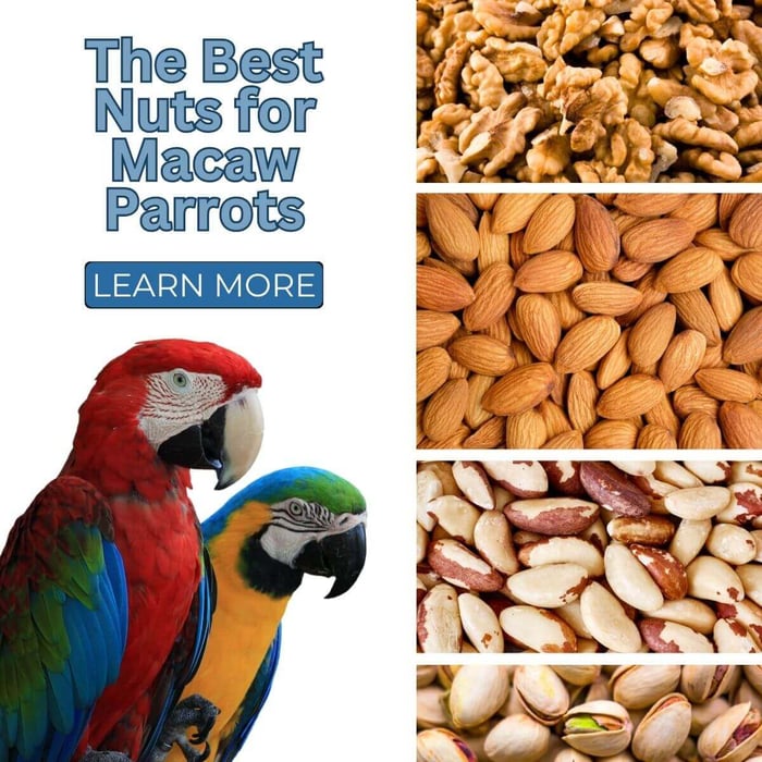 The Best Nuts for Macaw Parrots