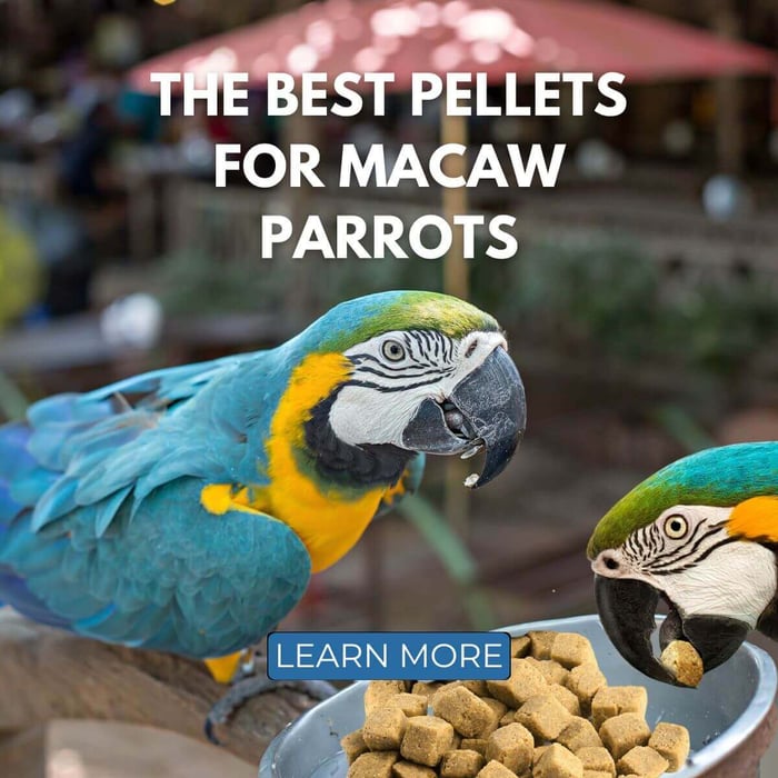 The Best Pellets for Macaw Parrots