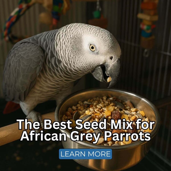 The Best Seed Mix for African Grey Parrots: A Complete Feeding Guide