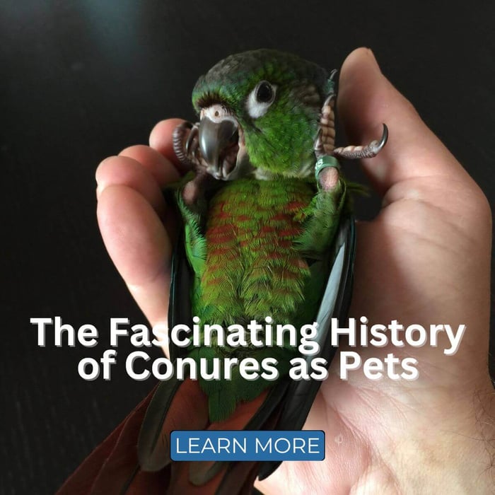 The Fascinating History of Conures as Pets: From the Wild to Our Homes