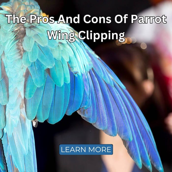 The Pros And Cons Of Parrot Wing Clipping