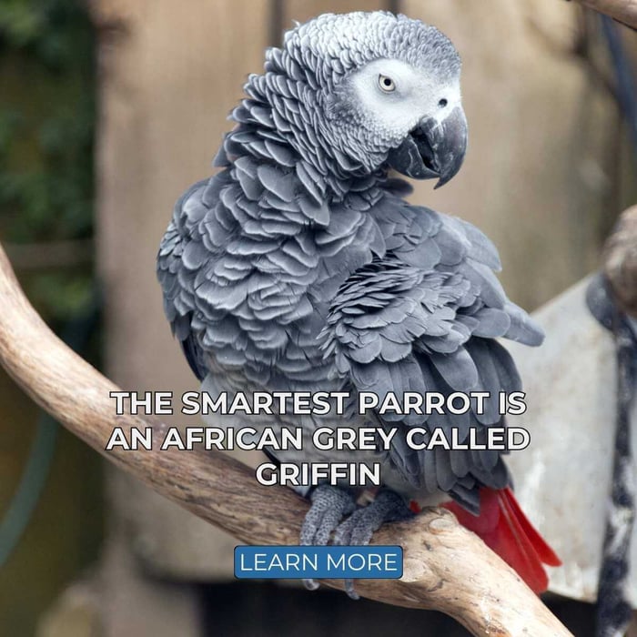 The Smartest Parrot is an African Grey Called Griffin