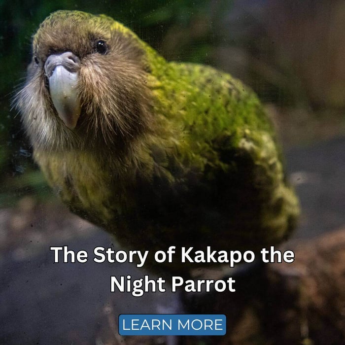 The Story of Kakapo the Night Parrot