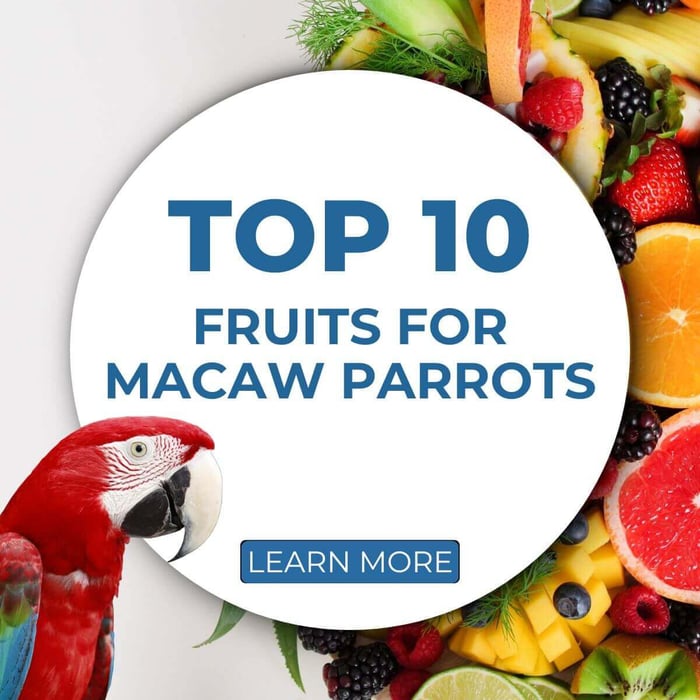 Top 10 Fruits for Macaw Parrots
