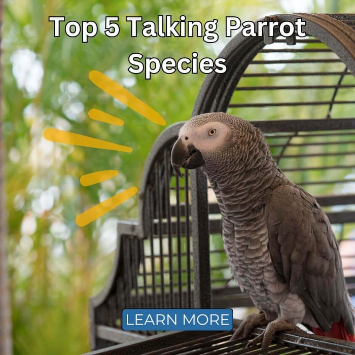 Top 5 Talking Parrot Species