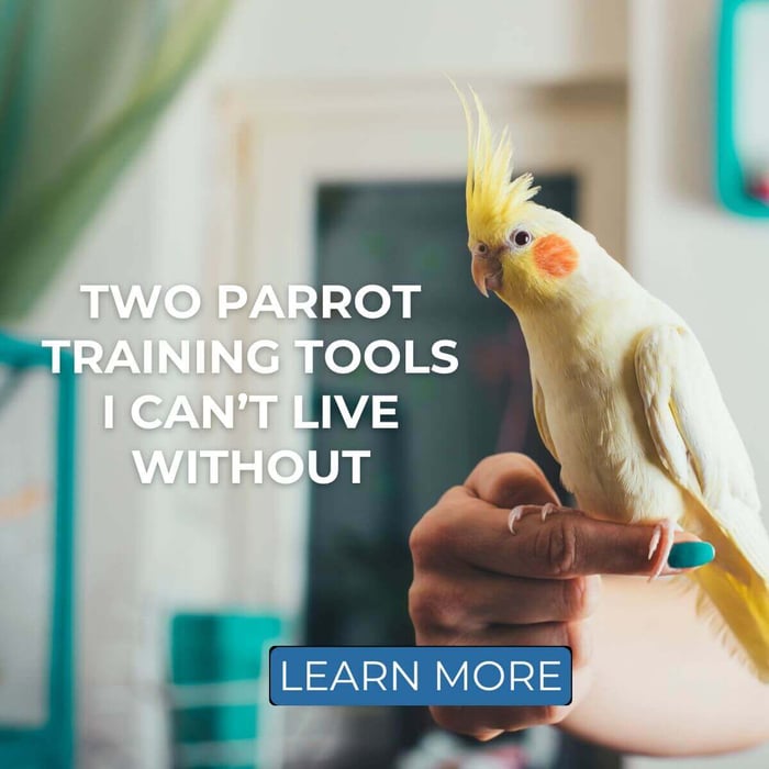 Two Parrot Training Tools I Can’t Live Without