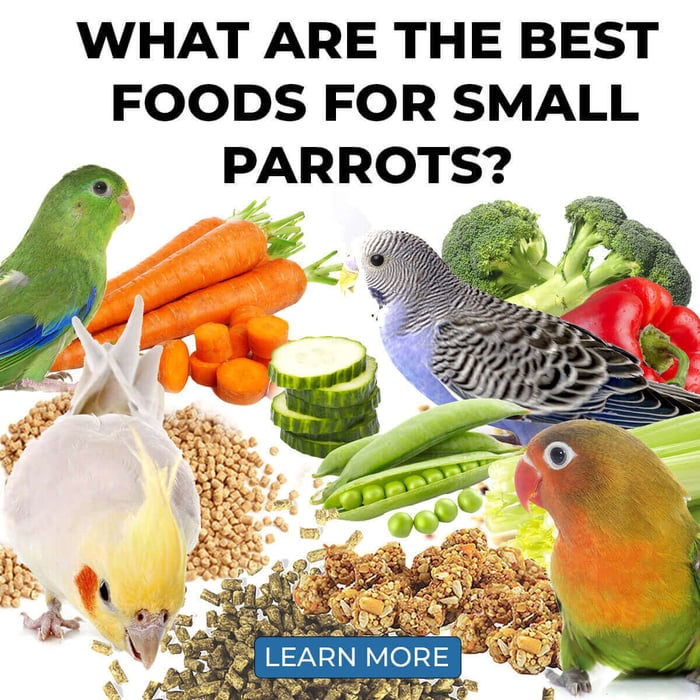 What Are The Best Foods for Small Parrots?