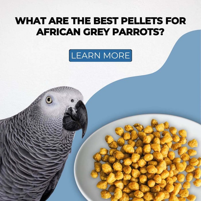 What are the Best Pellets for African Grey Parrots?
