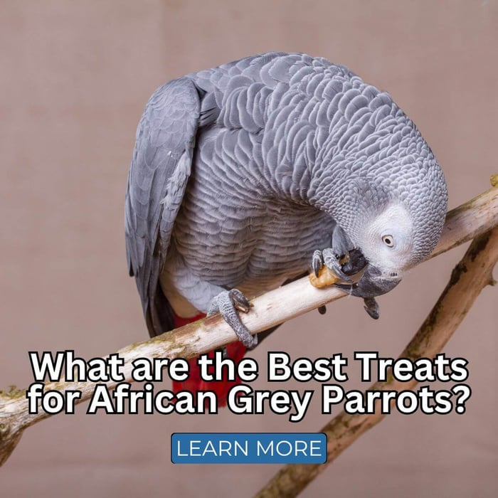 What are the Best Treats for African Grey Parrots?