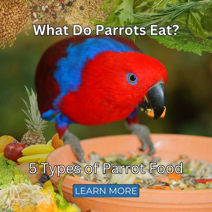 What Do Parrots Eat? 5 Types of Parrot Food