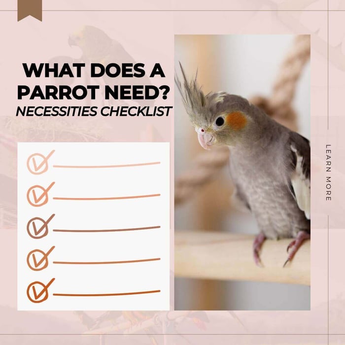 What Does A Parrot Need? Parrot Necessities Checklist