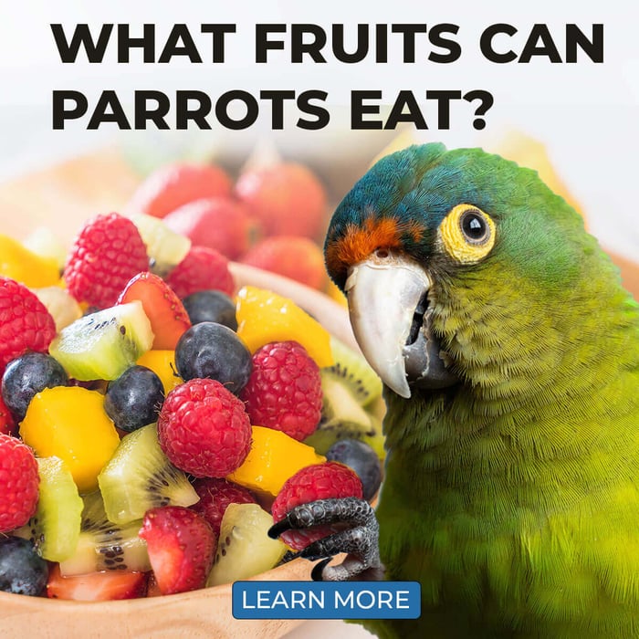 What Fruits Can Parrots Eat?