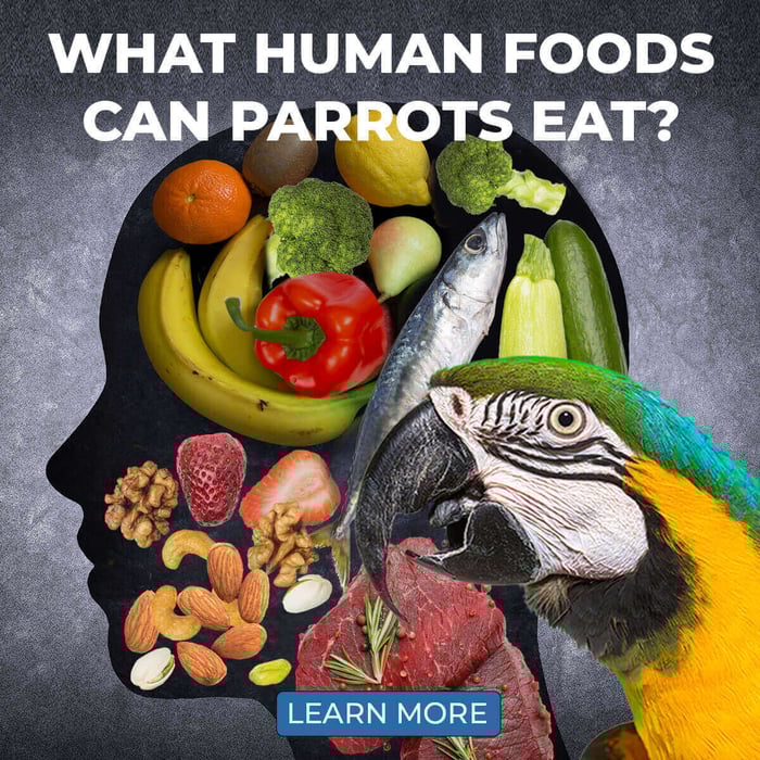 What Human Foods Can Parrots Eat?