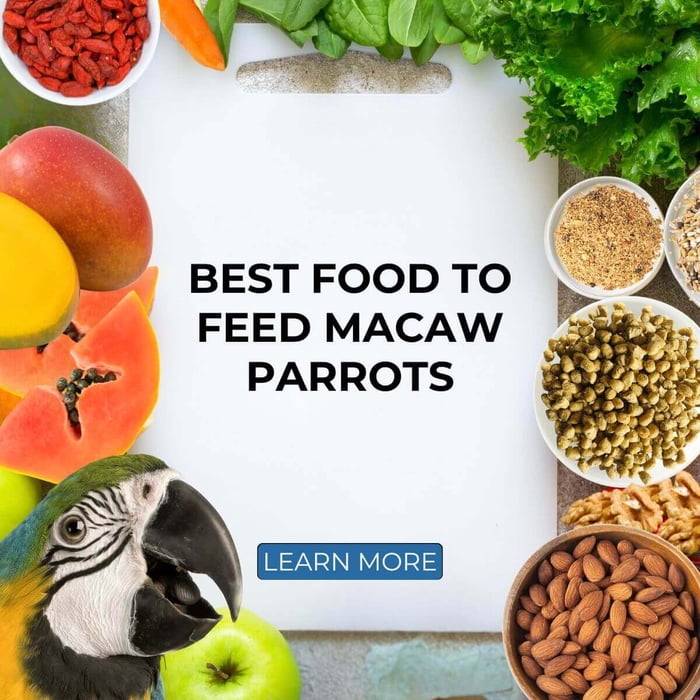 What is the Best Food to Feed Macaw Parrots?