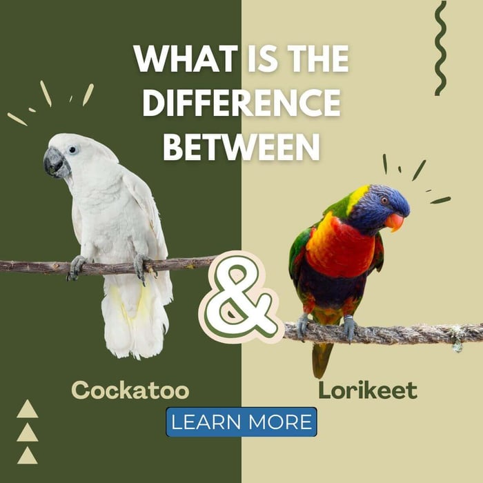 What is the Difference Between Cockatoos and Lorikeets?